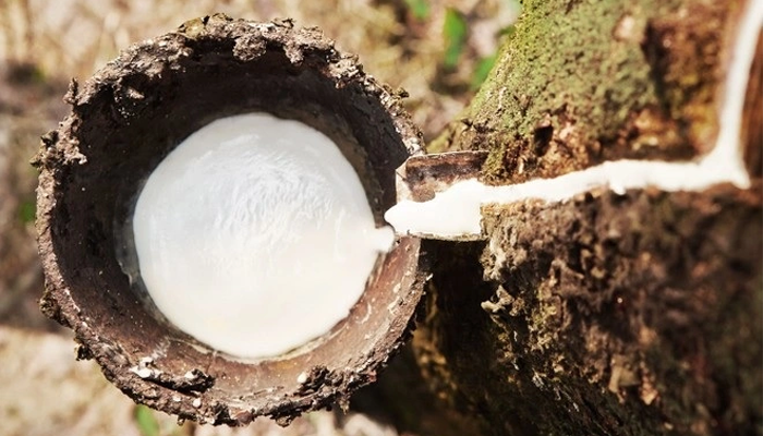 RUBBER PRICES RISE AGAIN WHEN CHINA'S ECONOMY RECOVERS