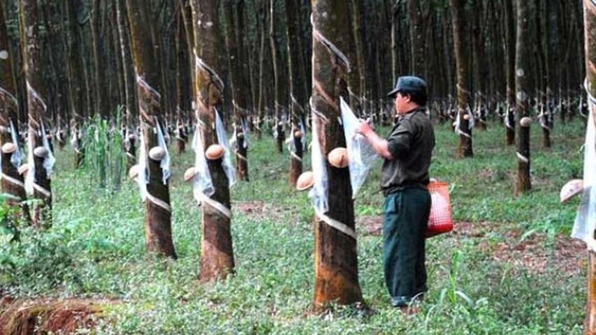 NĂM 2019, GIÁ CAO SU VẪN BIẾN ĐỘNG KHÓ LƯỜNG