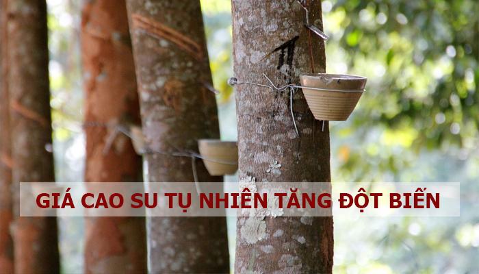 Giá cao su tự nhiên quay đầu, tăng một cách đột biến