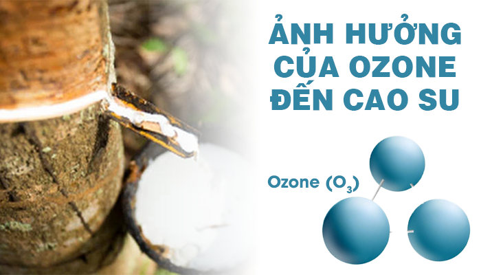 ẢNH HƯỞNG CỦA OZONE ĐẾN CAO SU