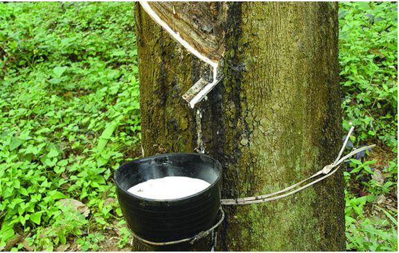 XUẤT KHẨU CAO SU ĐẠT 1 TỶ USD TRONG 7 THÁNG ĐẦU NĂM 2018