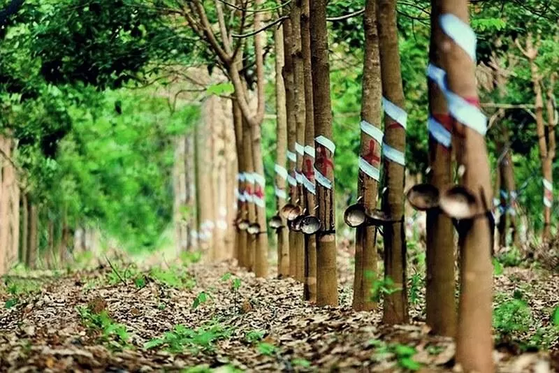 TIÊU CHUẨN EUDR CHO CAO SU VIỆT NAM LÀ GÌ?