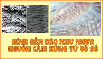 KÍNH BỀN DẺO NHƯ NHỰA – NGUỒN CẢM HỨNG TỪ VỎ SÒ